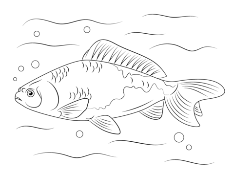 Wakin Goldfish  Coloring Page